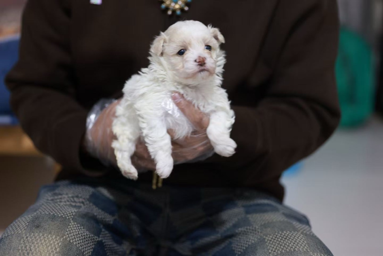 工作人员轻轻托起浅色克隆幼犬米粒进行早期观察