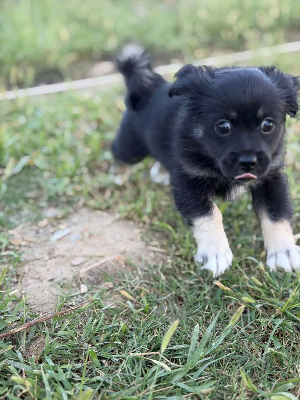 黑色克隆幼犬小曜在草地上向前奔跑