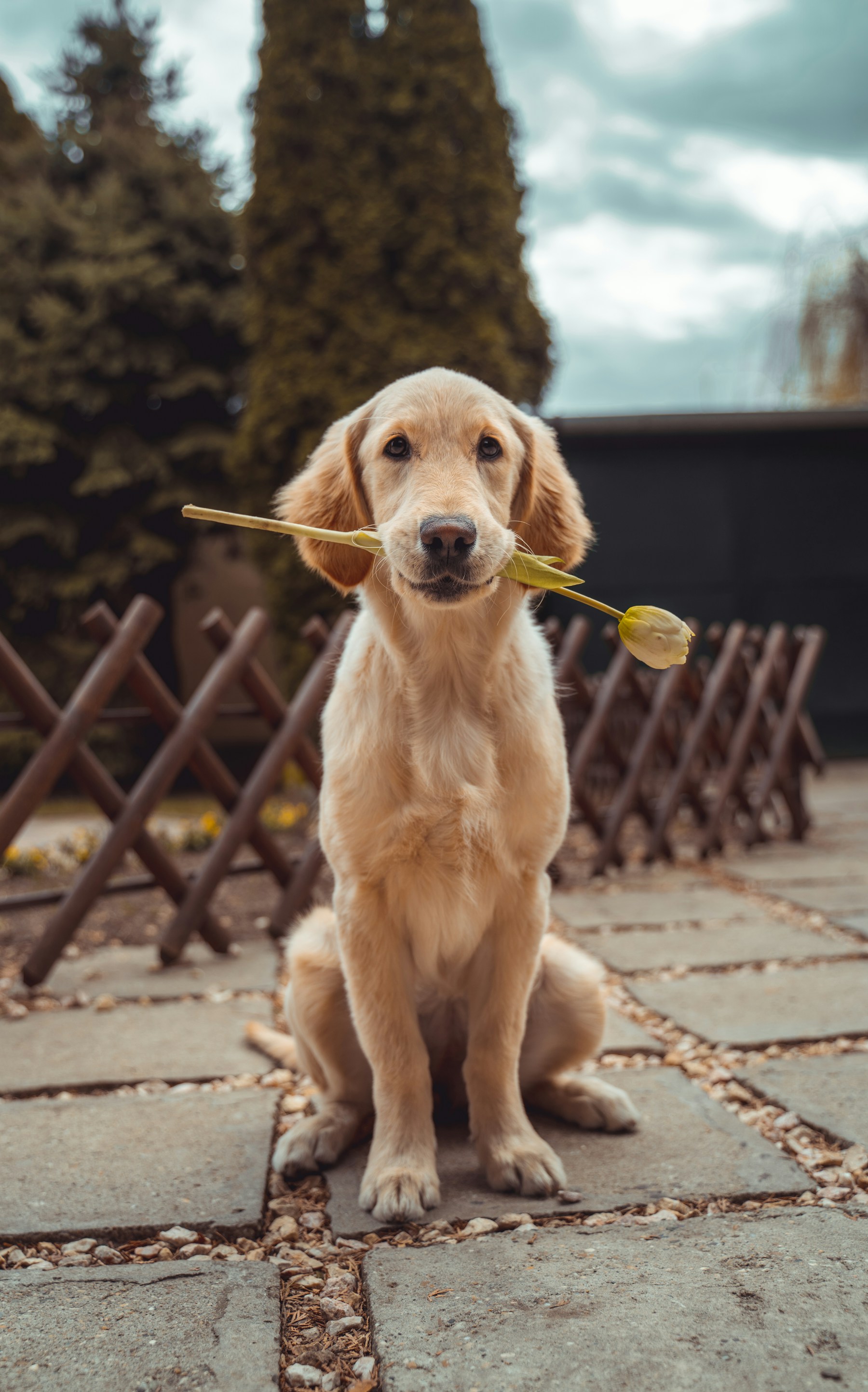 叼着花朵的金毛幼犬肖像