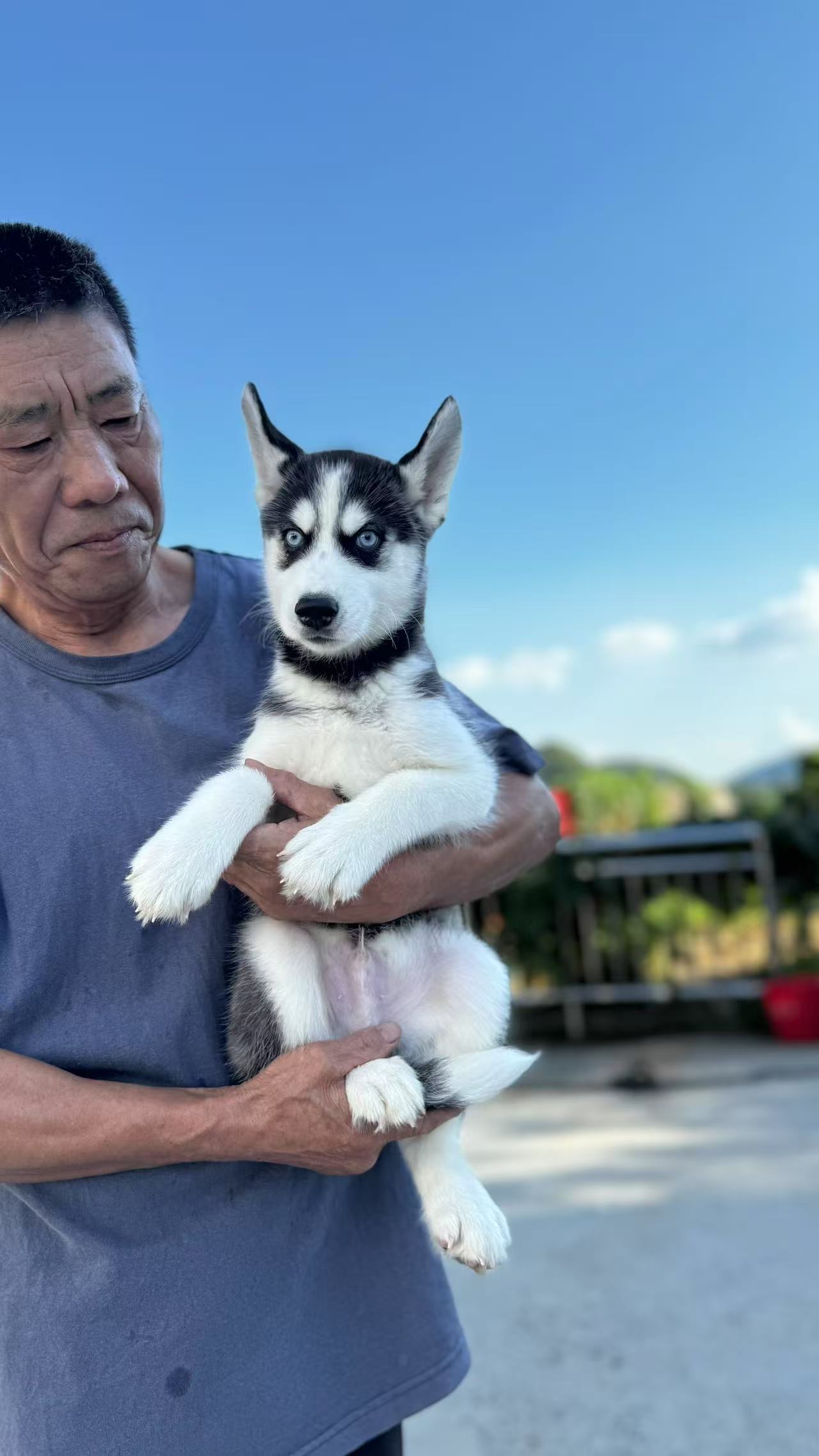 家人在户外抱着蓝眼睛的哈士奇克隆幼犬小北